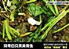排骨白贝蒸黄骨鱼的做法