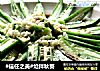 #信任之美#炝拌秋葵的做法