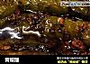 青椒酿的做法