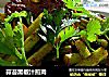 蒜苔黑椒汁煎肉的做法
