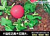 ＃信任之美＃红烧大肉丸（四喜丸子）狮子头的做法
