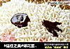 #信任之美#裱花蛋糕：小猴的做法