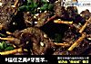 #信任之美#牙签羊肉#肉肉厨的做法