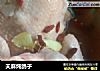 天麻炖鸽子的做法