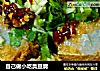 自己做小吃臭豆腐的做法