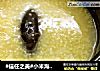 #信任之美#小米海参粥的做法