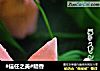#信任之美#暗香的做法