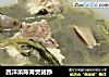西洋菜陈肾煲猪踭的做法