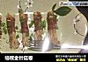 培根金针菇卷的做法