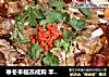 寒冬来临冻成狗 羊排火锅正当时的做法