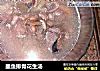 墨鱼排骨花生汤的做法