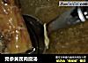 党参黄芪肉糜汤的做法