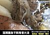 莲藕墨鱼干筒骨老火汤的做法
