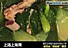 上汤上海青的做法