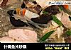 什锦鱼片砂锅的做法