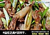 #信任之美#凉拌干笔管鱼的做法