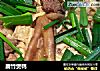 腐竹煲鸭的做法