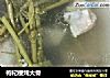 枸杞梗炖大骨的做法