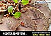 #信任之美#家传秘制卤牛肉的做法