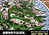 油爆海兔子(私房菜 9)的做法
