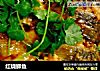 红烧鲫鱼的做法