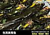 生涮黄骨鱼的做法