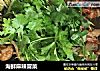 海鲜麻辣冒菜的做法