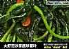 大虾膏沙茶酱炒薯叶的做法