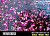 玫瑰阿胶糕的做法