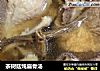 茶树菇炖扇骨汤的做法