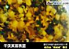 干贝芙蓉蒸蛋的做法