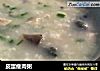 皮蛋瘦肉粥的做法
