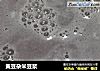 黄豆杂米豆浆的做法