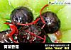 青菜香菇的做法