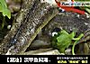 【潮汕】淡甲鱼焖潮汕菜脯的做法