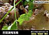 杰哥清炖羊肉的做法