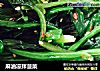 麻油凉拌菠菜的做法