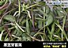 黑豆芽苗菜的做法
