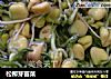 松柳芽苗菜的做法