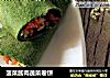 菠菜酱肉蔬菜卷饼的做法