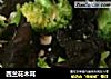 西兰花木耳的做法
