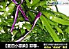 【夏日小凉菜】蒜蓉茼蒿的做法