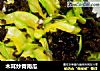 木耳炒青南瓜的做法