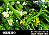 快速拌菜心的做法