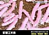 紫薯江米条的做法