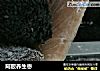 阿胶养生枣的做法