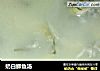 奶白鲫鱼汤的做法