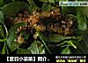 【夏日小凉菜】荆介拌黄瓜的做法