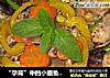 “孕育”中的小墨鱼-----来看看它是怎吐气扬眉的吧的做法