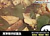 莴笋爆炒鲜墨鱼的做法